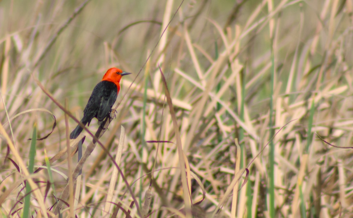 Scarlet-headed Blackbird - ML642013768