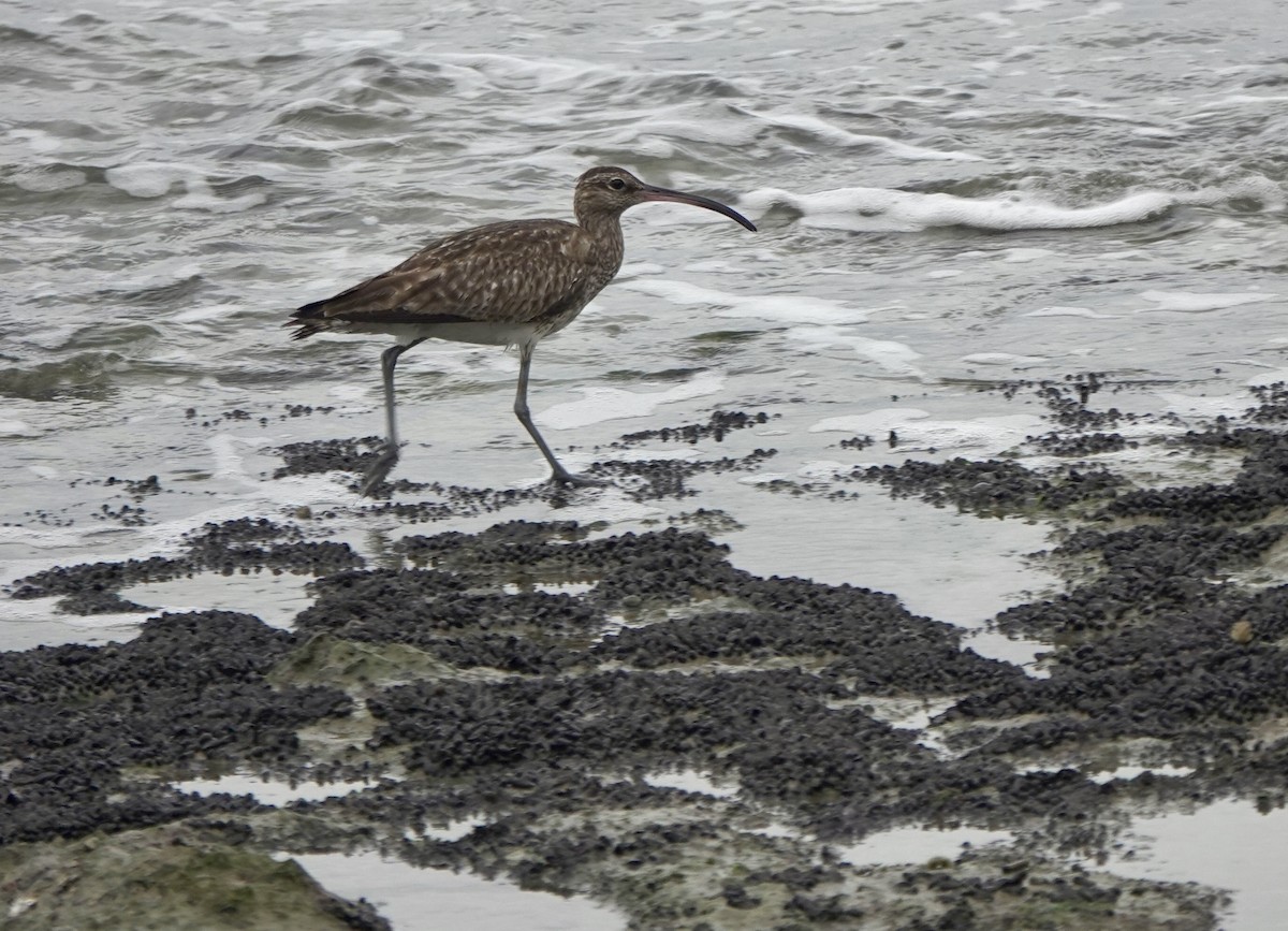 Chiurlo piccolo (phaeopus) - ML642013769
