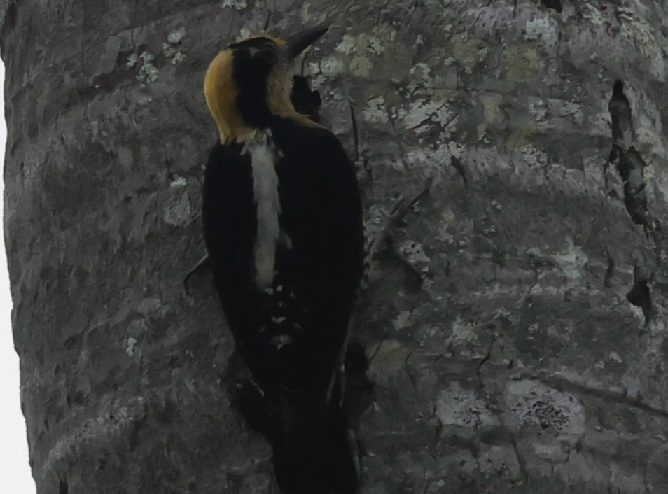 Golden-naped Woodpecker - ML642013776