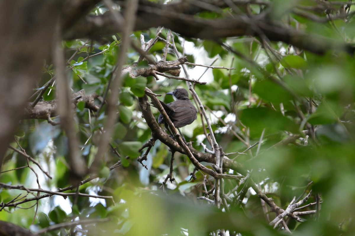 St. Lucia Thrasher - ML642013777