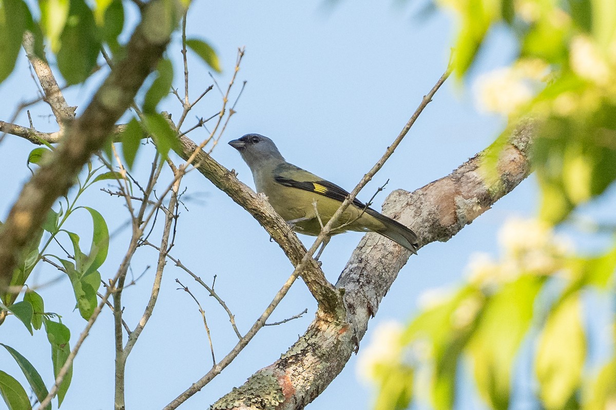 Yellow-winged Tanager - ML642013785