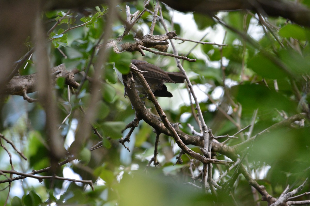 St. Lucia Thrasher - ML642013787
