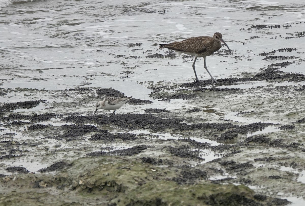 Sanderling - ML642013790
