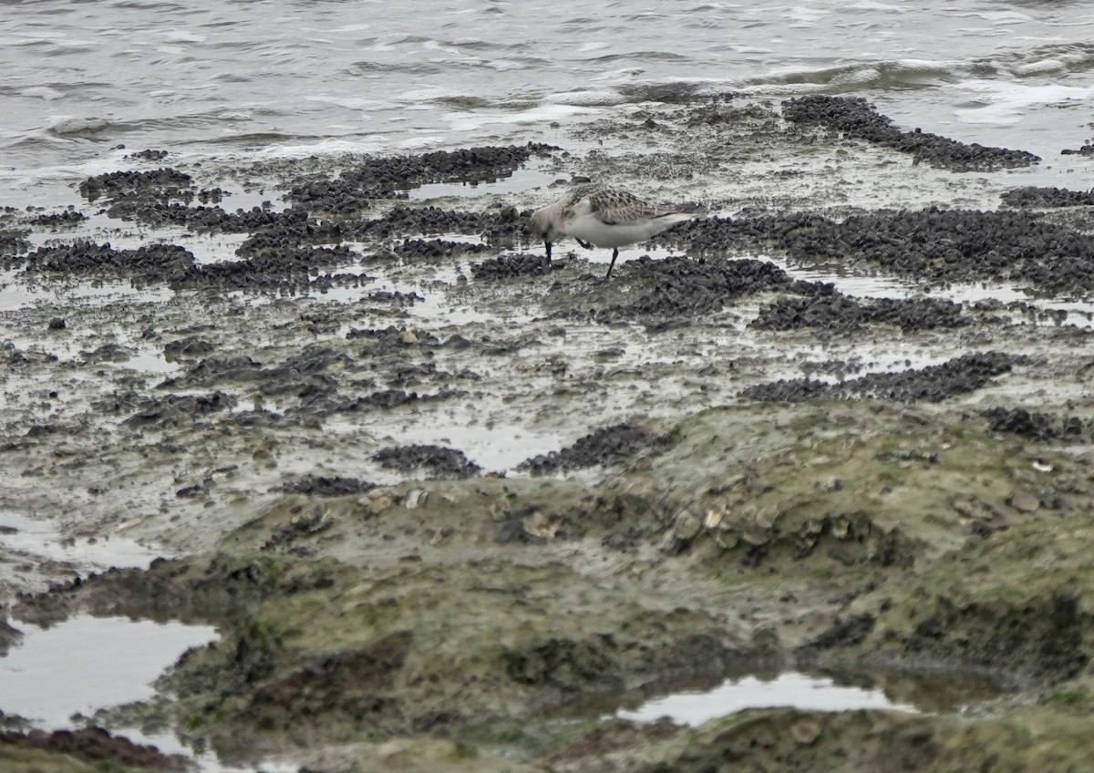 Sanderling - ML642013791