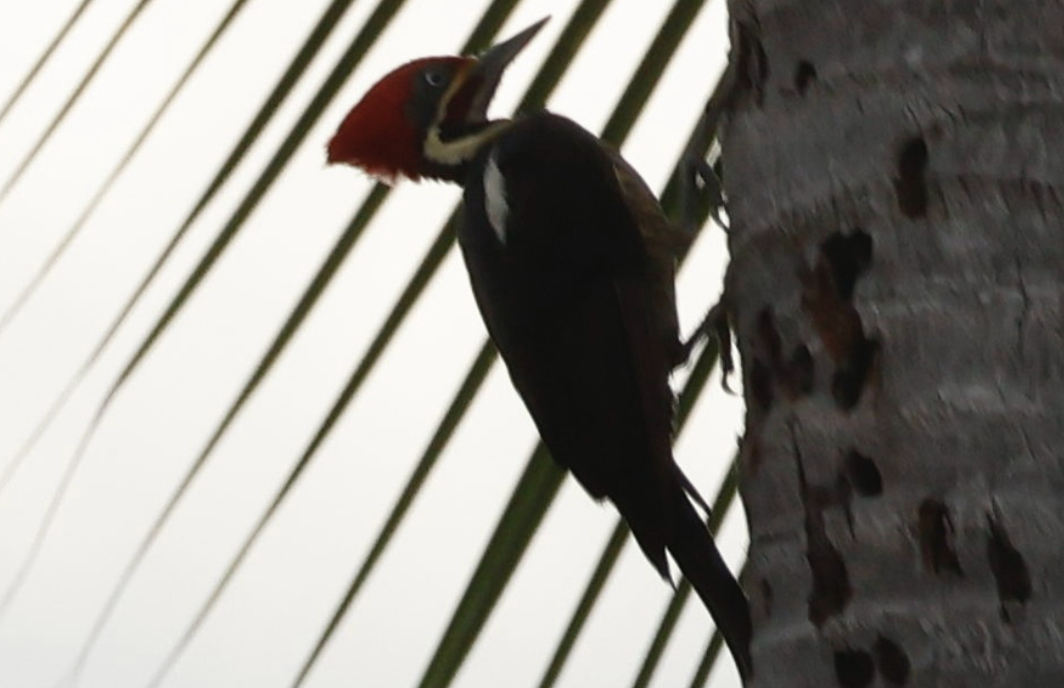 Lineated Woodpecker - ML642013802