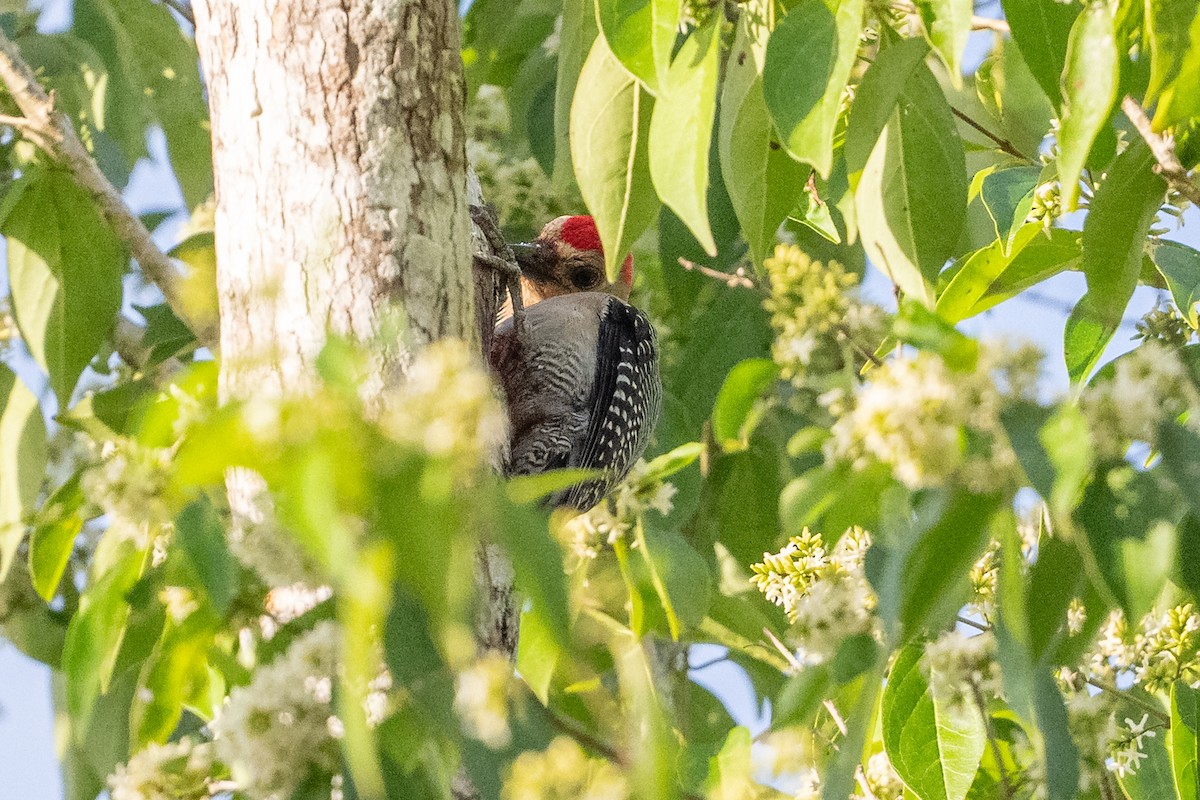 Golden-fronted Woodpecker - ML642013804