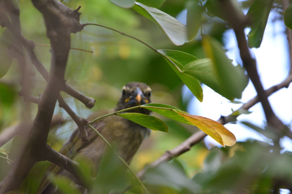 Lesser Antillean Saltator - ML642013814