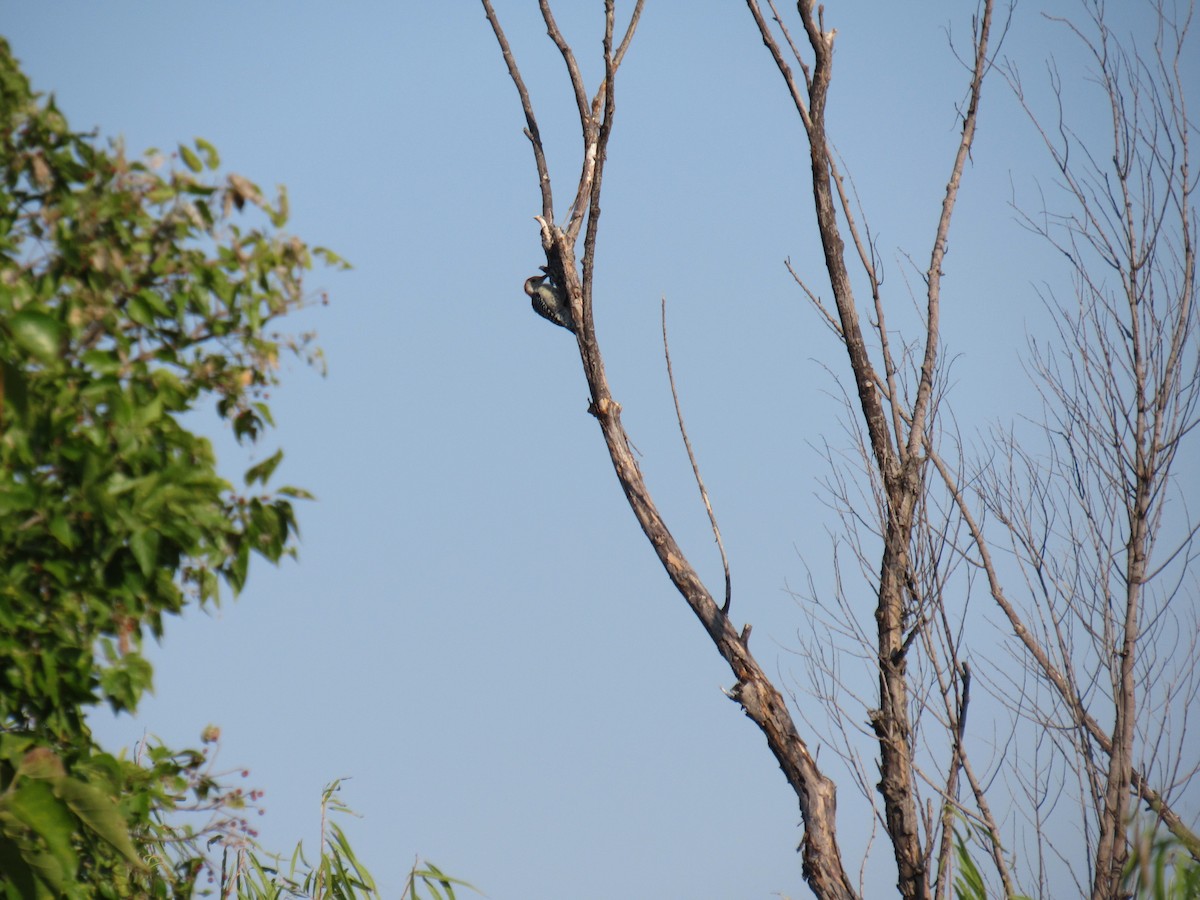 Ladder-backed Woodpecker - ML642013818