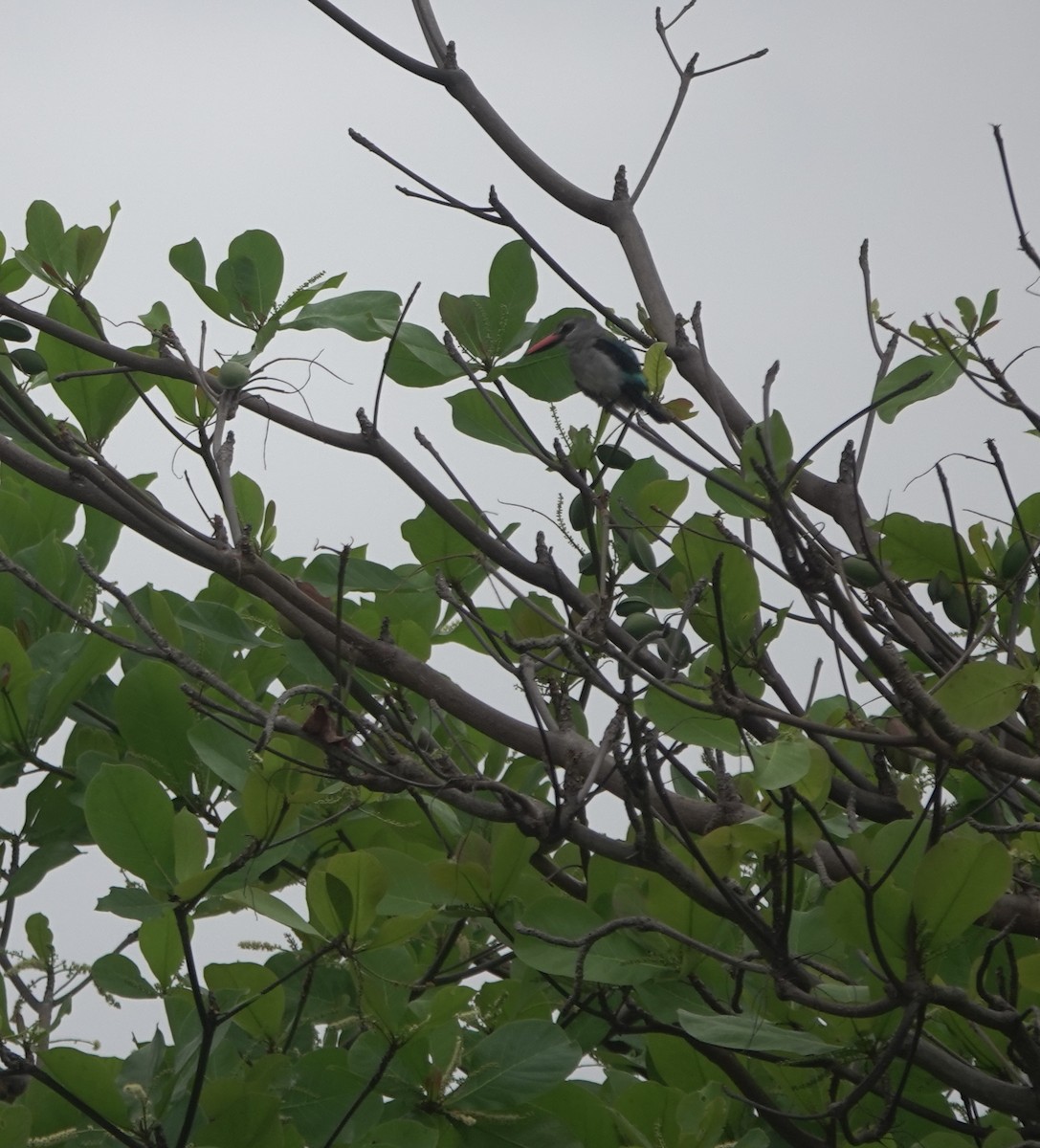 Woodland Kingfisher - ML642013821