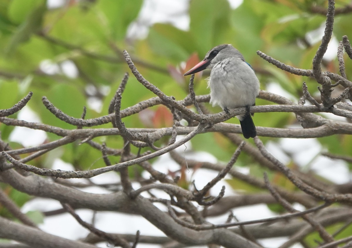 Woodland Kingfisher - ML642013823