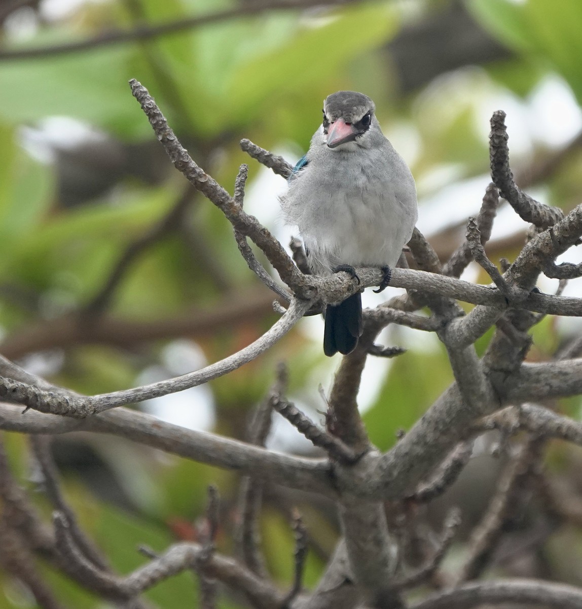 Woodland Kingfisher - ML642013824