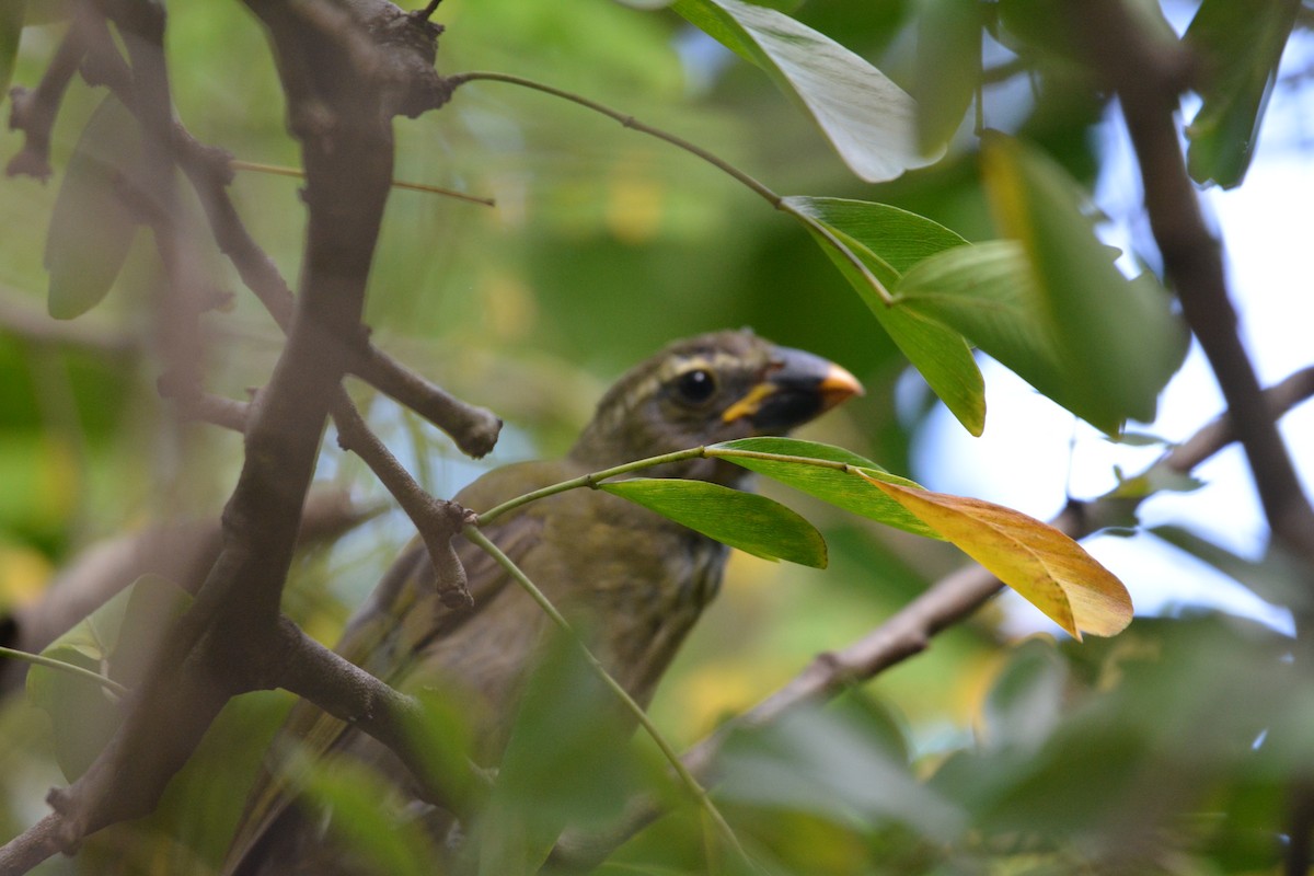 Lesser Antillean Saltator - ML642013838