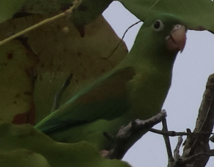 Orange-chinned Parakeet - ML642013845