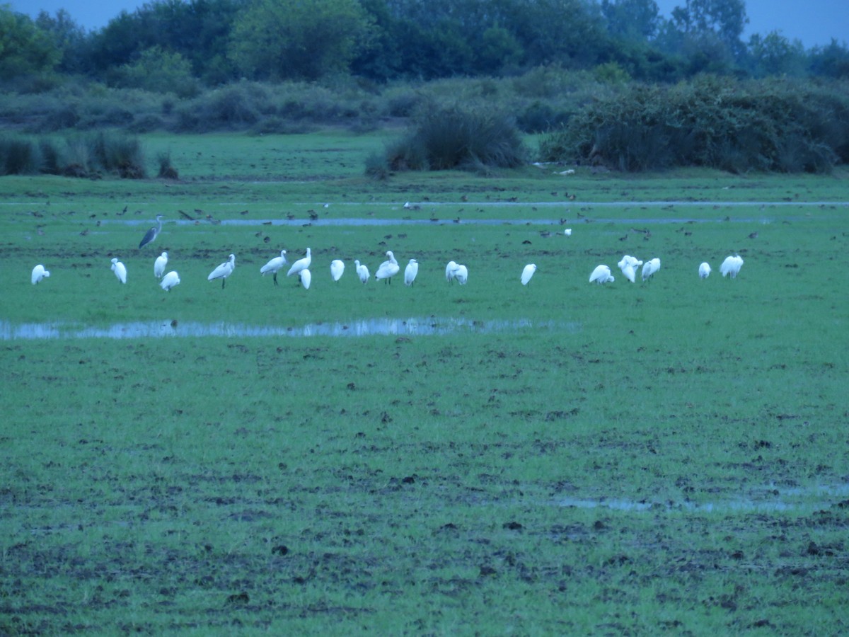 Little Egret - ML642013850