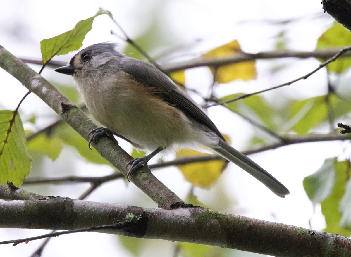 Tufted Titmouse - ML642013851