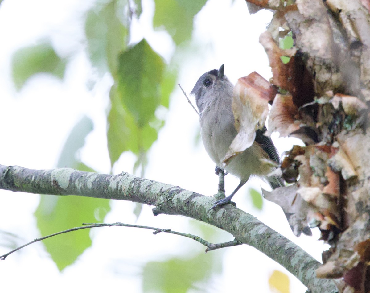 Tufted Titmouse - ML642013852