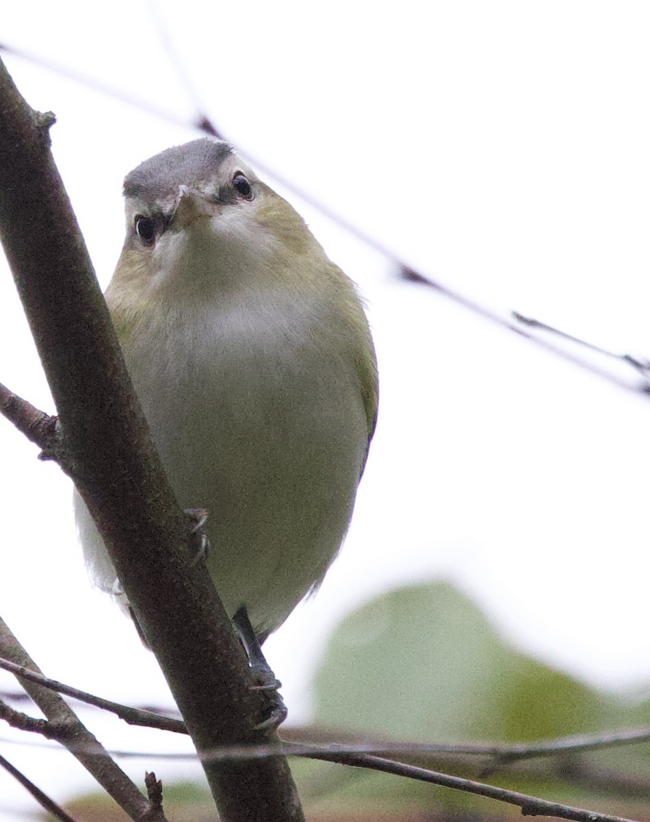 Red-eyed Vireo - ML642013855
