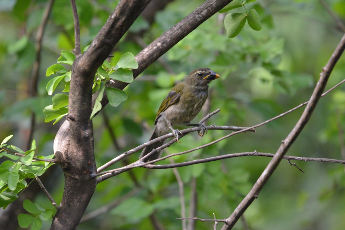 Lesser Antillean Saltator - ML642013856