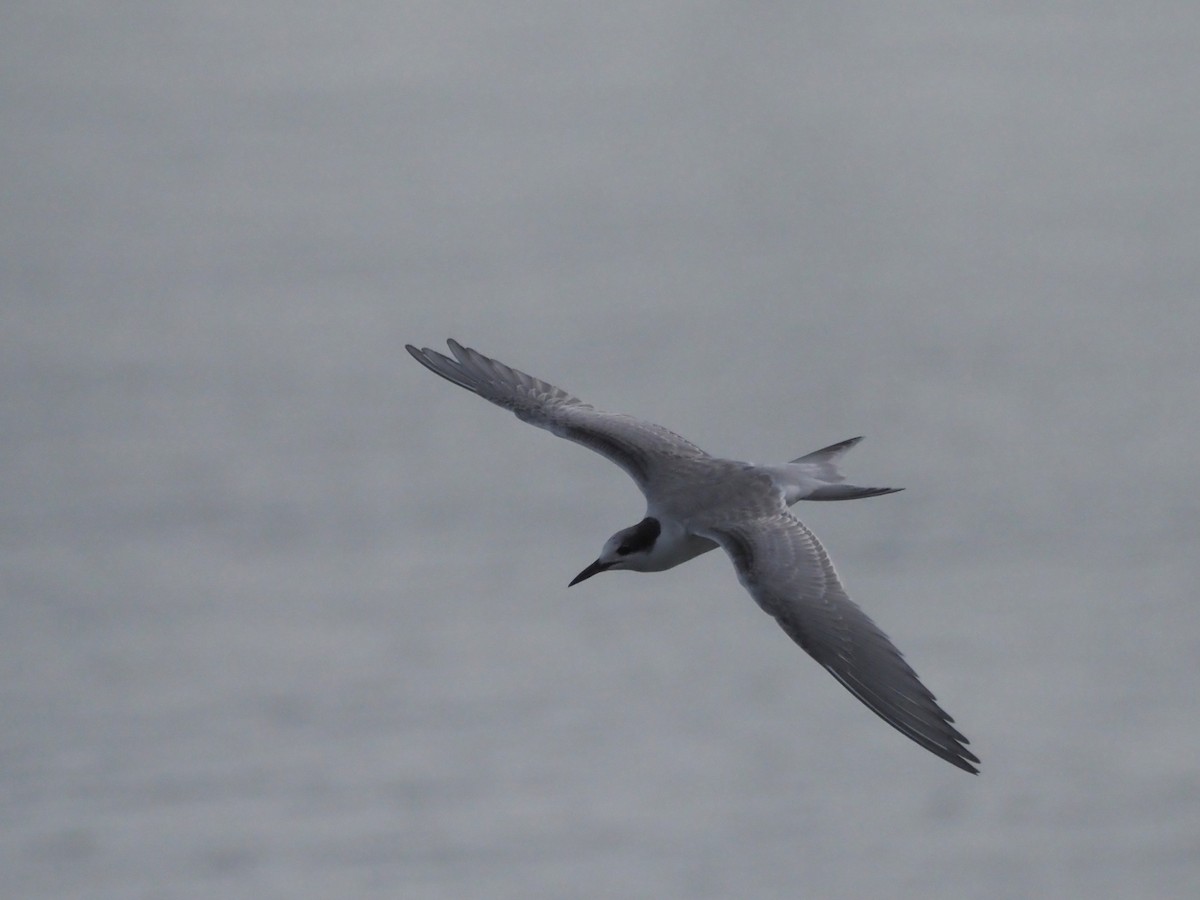 Common Tern - ML642013864