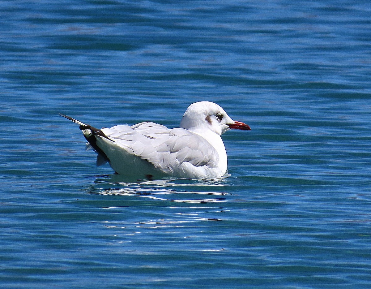 Gaviota Centroasiática - ML642013865