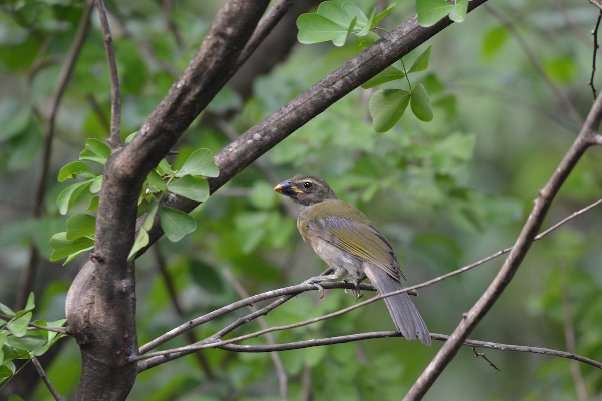 Lesser Antillean Saltator - ML642013867