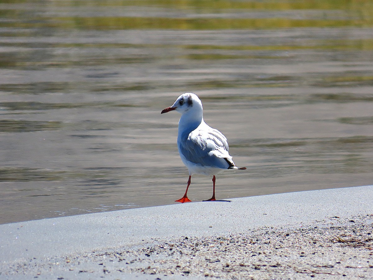 Gaviota Centroasiática - ML642013872
