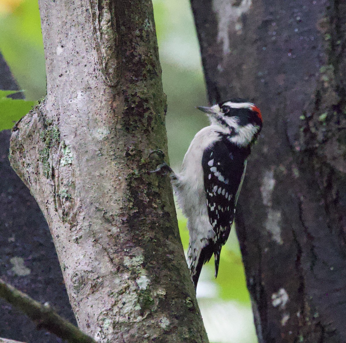 Downy Woodpecker - ML642013873