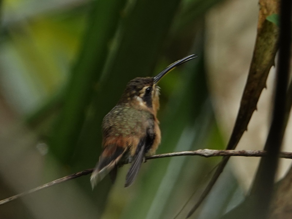 Gray-chinned Hermit - ML642013881
