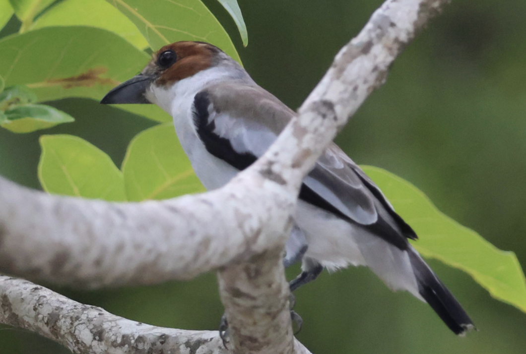 Black-crowned Tityra - ML642013883