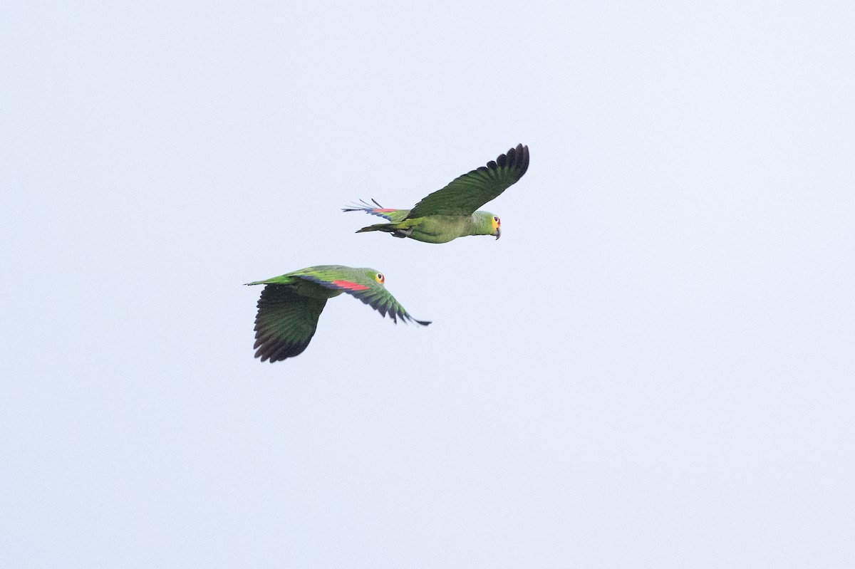 Red-lored Amazon - ML642013900