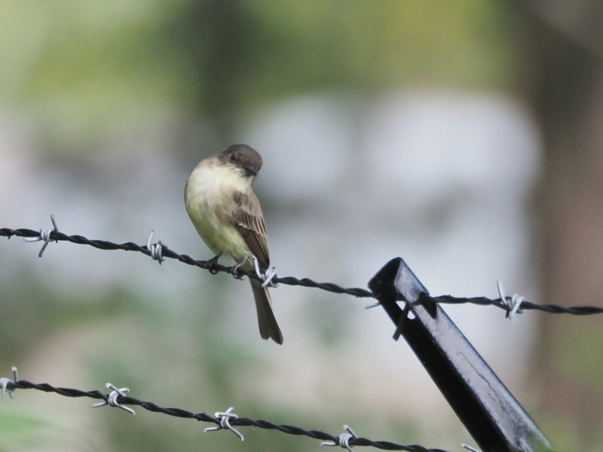 Eastern Phoebe - ML642013909