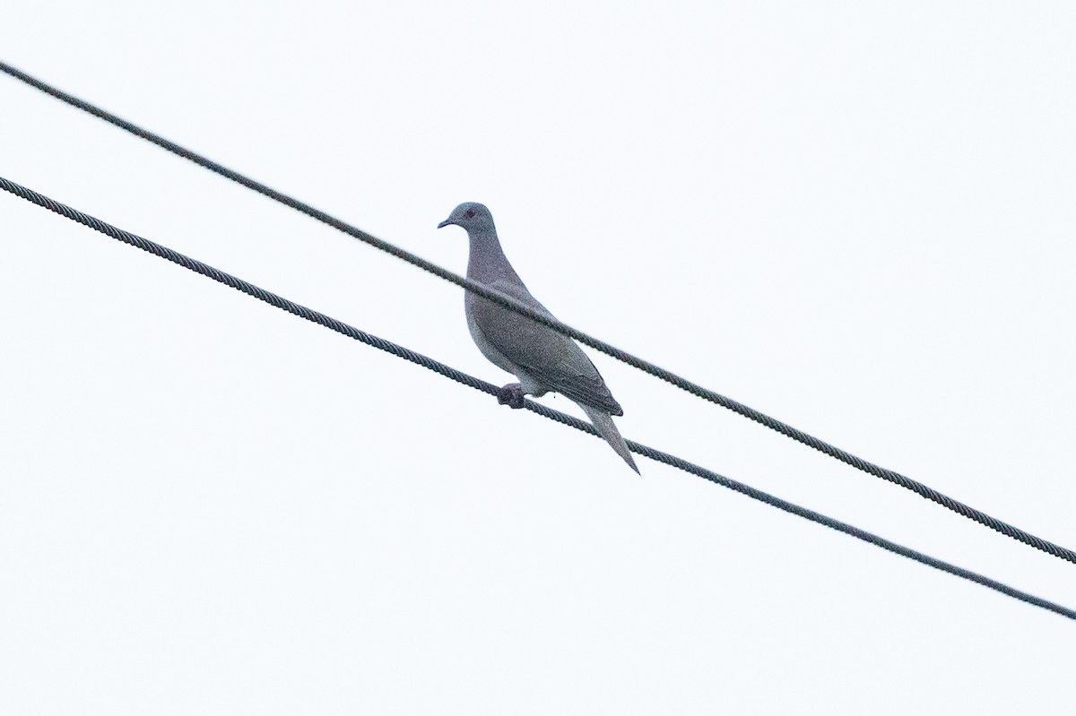 Pale-vented Pigeon - ML642013924
