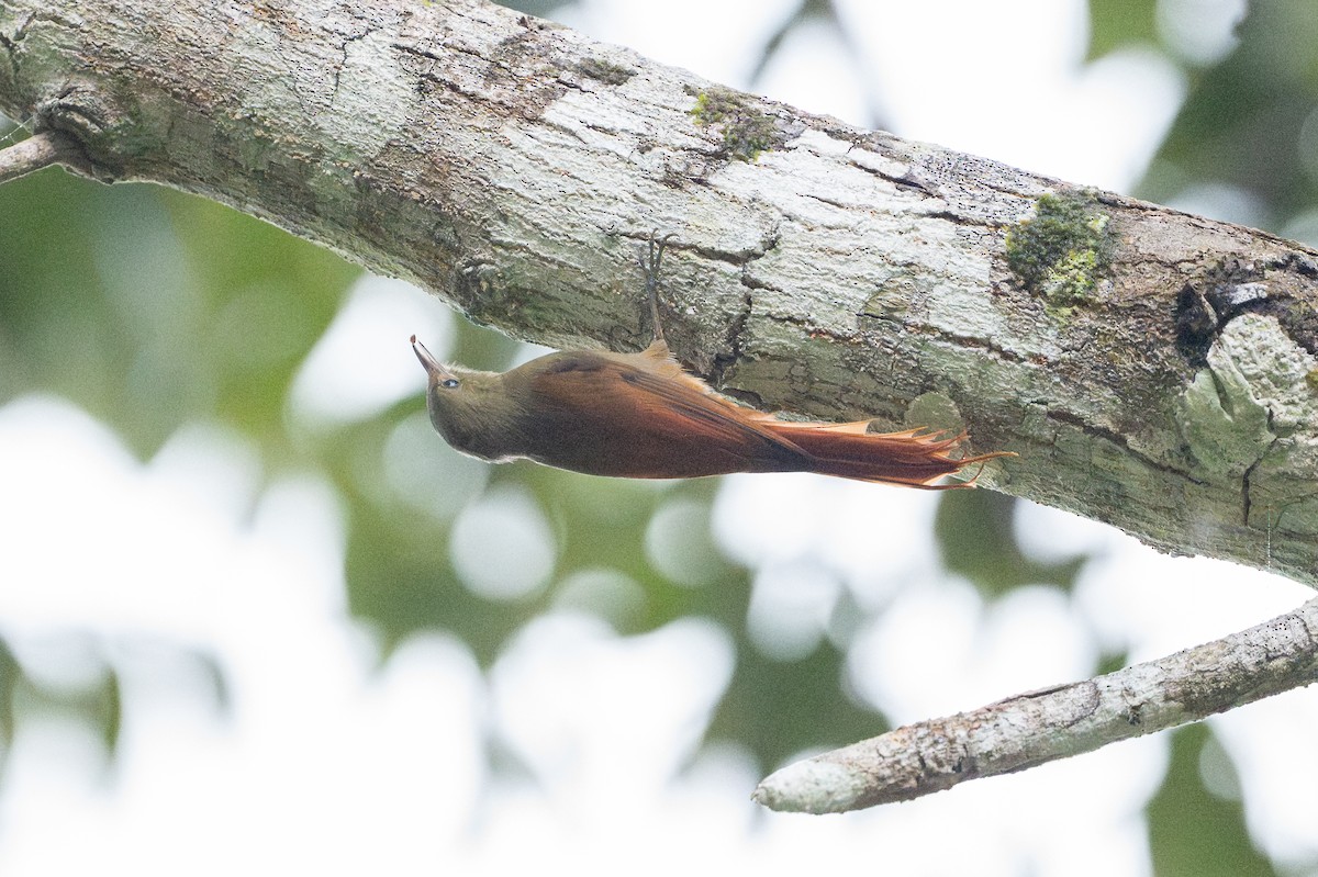 Olivaceous Woodcreeper - ML642013926