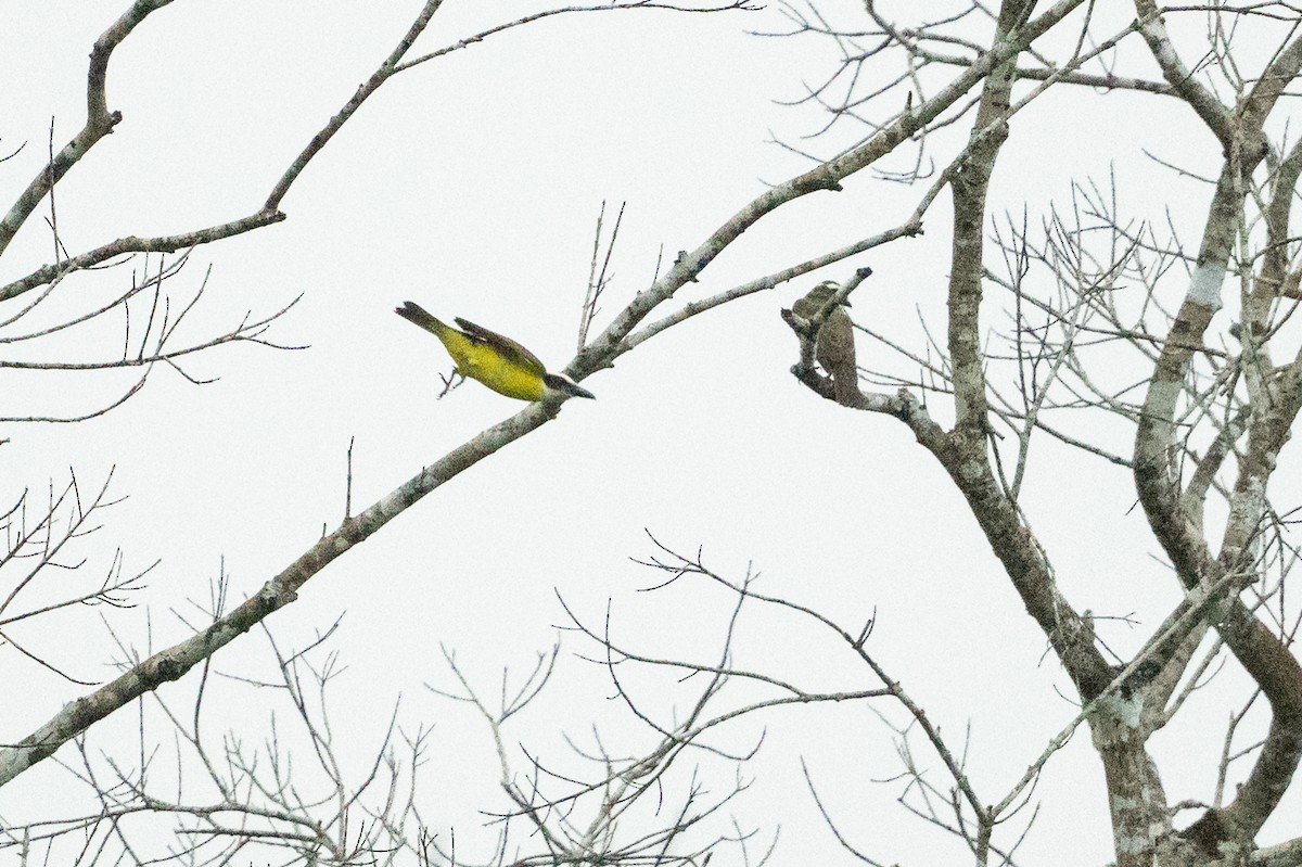 Boat-billed Flycatcher - ML642013937