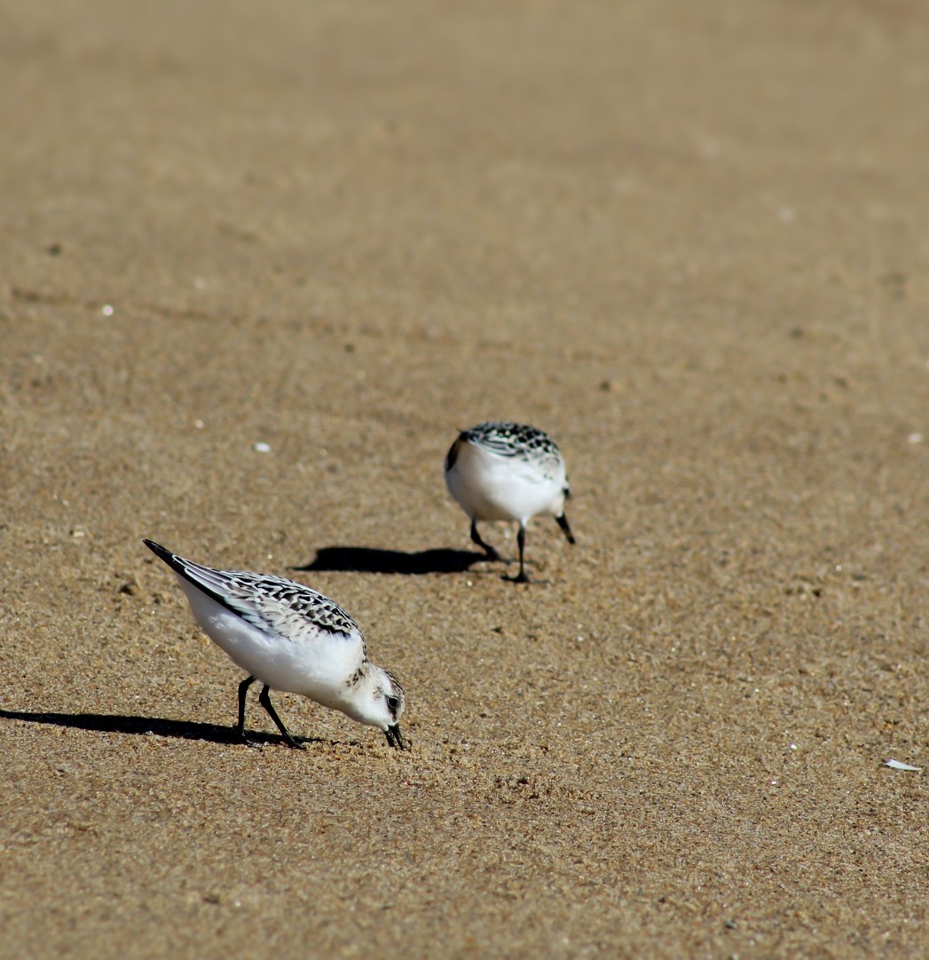 Sanderling - ML642013938