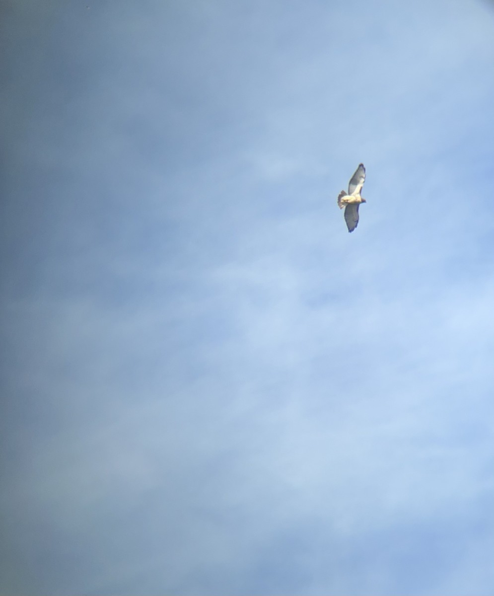 Red-tailed Hawk - ML642013939