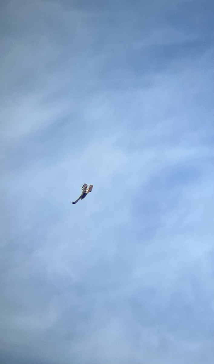 Red-tailed Hawk - ML642013940
