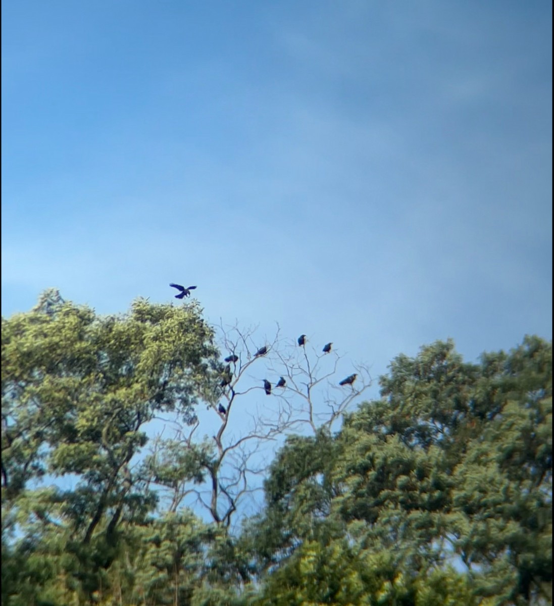 American Crow - ML642013955