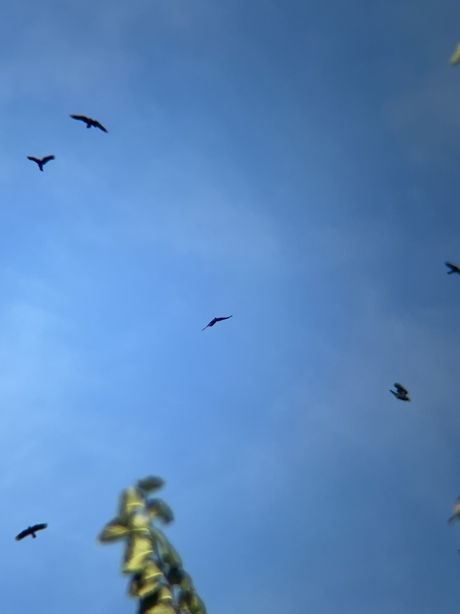 American Crow - ML642013956