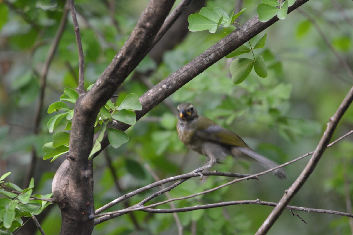Lesser Antillean Saltator - ML642013963