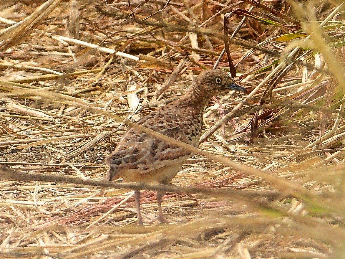 Laufhühnchen - ML642013965