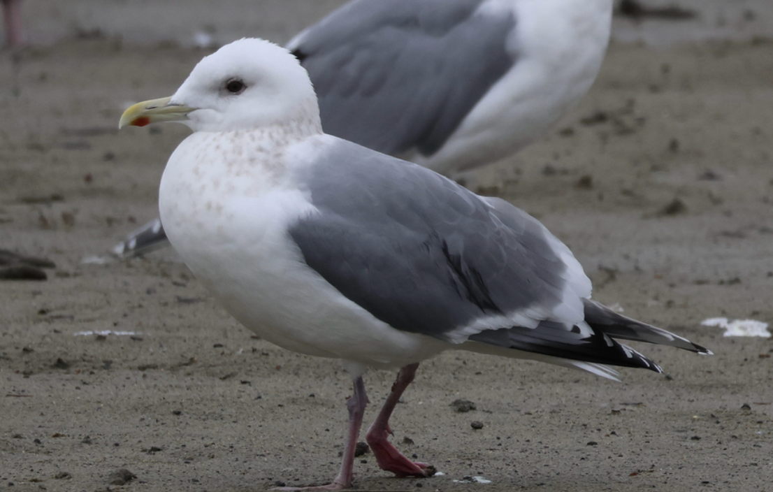 Iceland Gull (Thayer's) - ML642013980