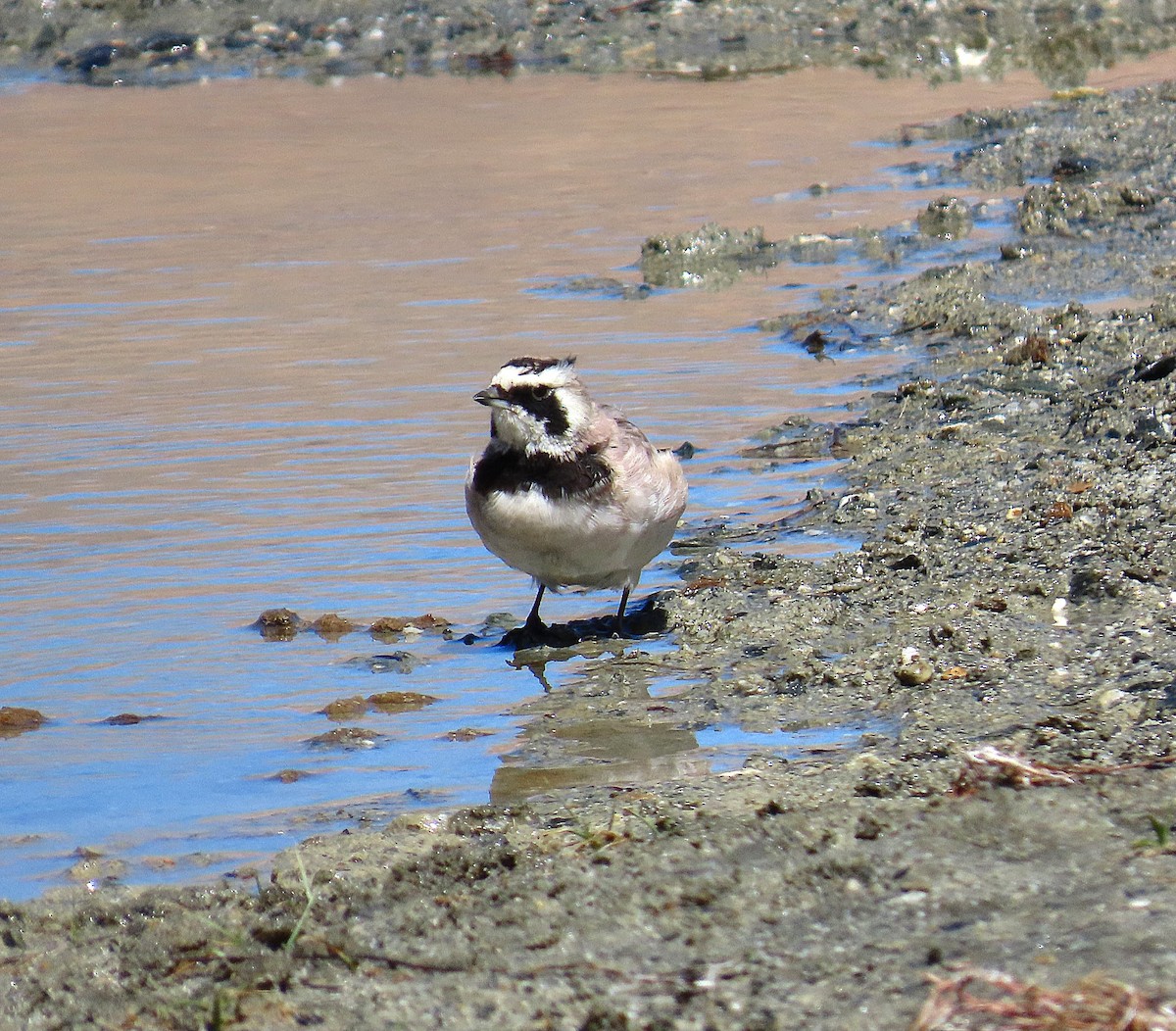 Horned Lark - ML642013981