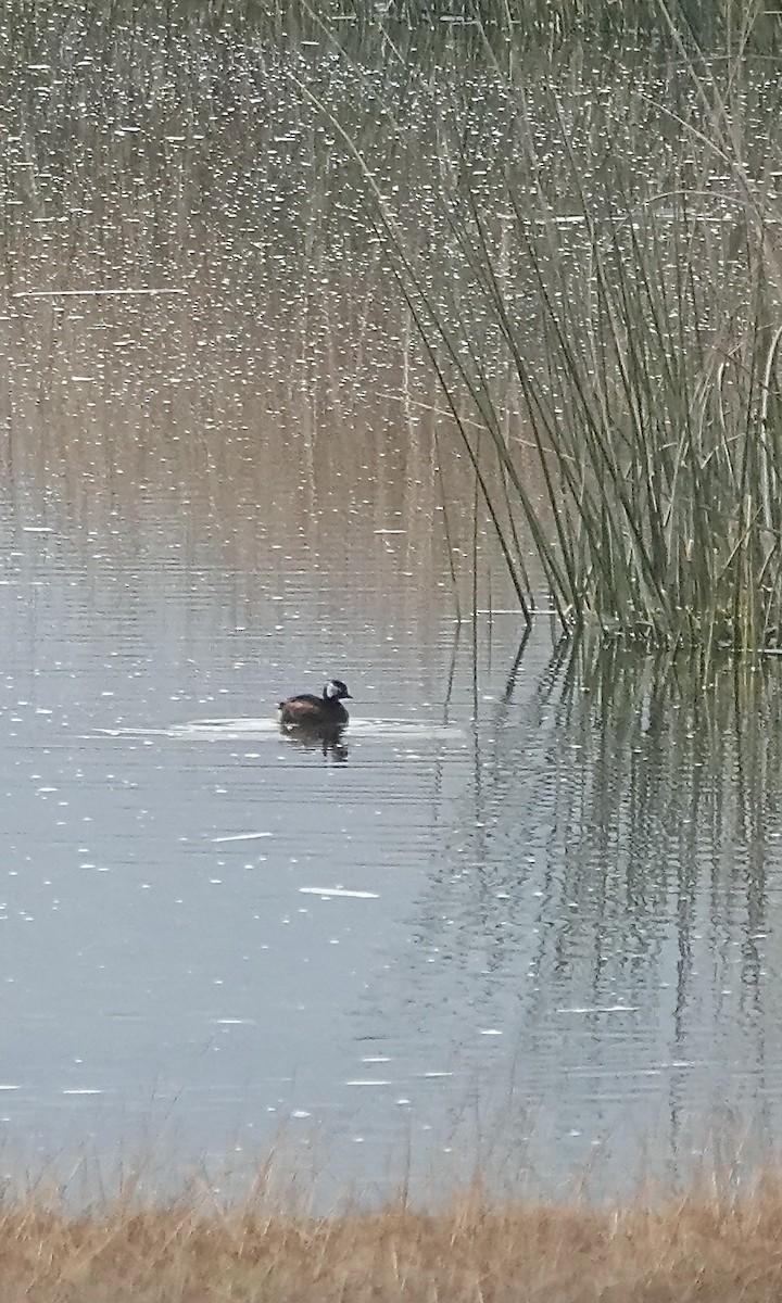 White-tufted Grebe - ML642013983