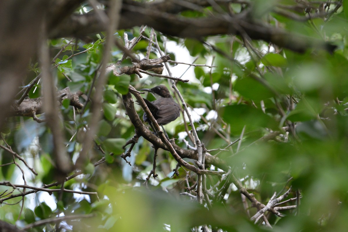 St. Lucia Thrasher - ML642013985