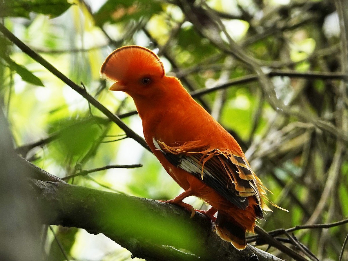 Guianan Cock-of-the-rock - ML642013995