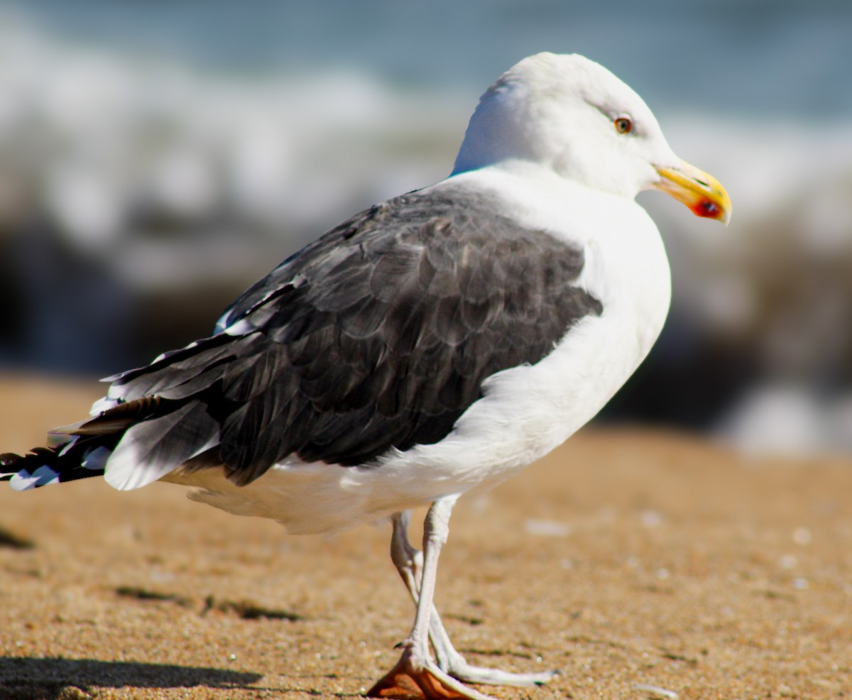 Great Black-backed Gull - ML642014008