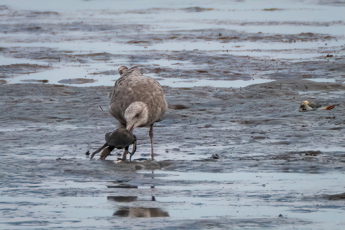 American Herring Gull - ML642014021