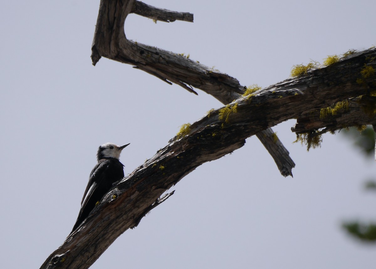 White-headed Woodpecker - ML642014028
