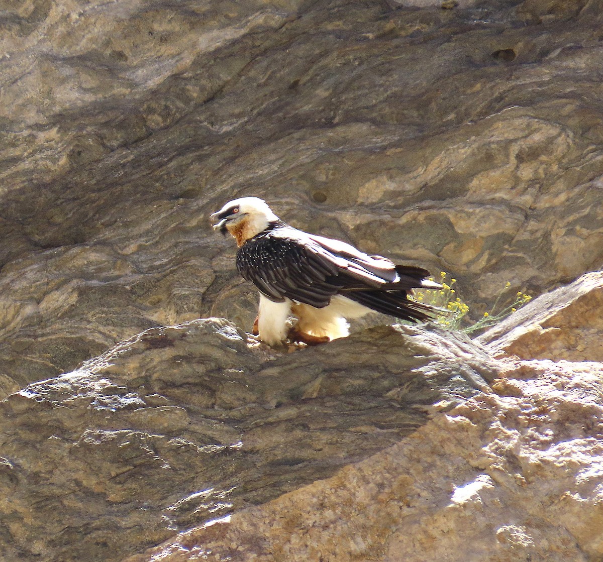 Bearded Vulture - ML642014031